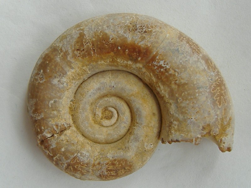 AMMONITE 4